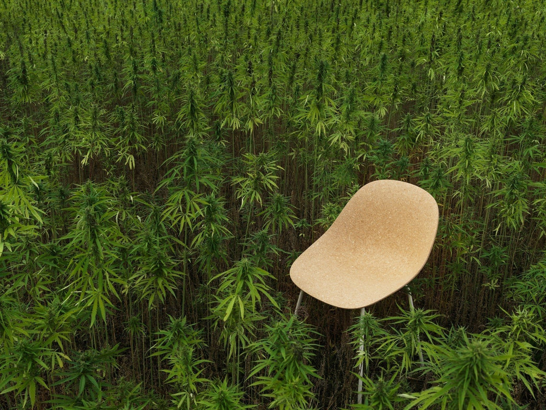 The Story of Hemp in the Mat Chair - District Furniture