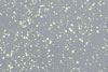 Grey / Lime Splatter