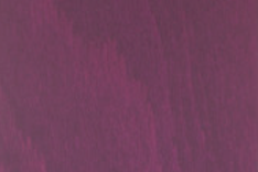 Beech Purple Violet