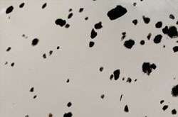 Black Spotted